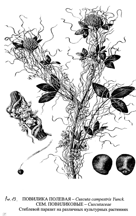 Описание: 13