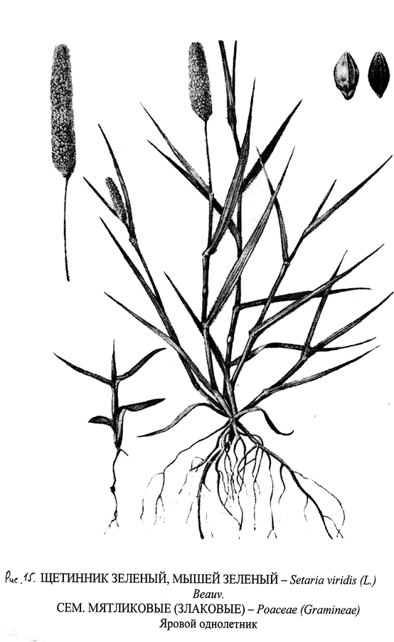 Описание: 15