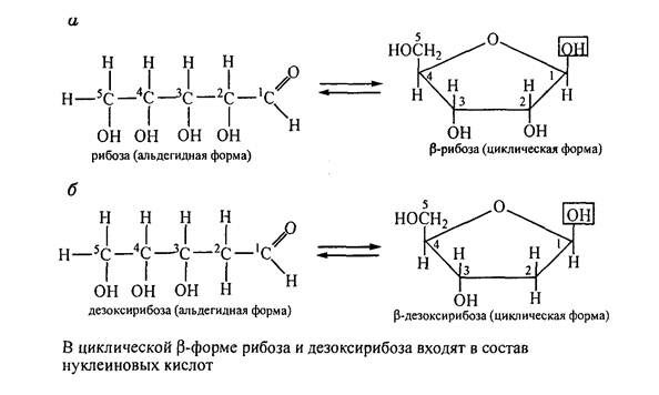 Рибоза характеристика. Рибоза дезоксирибоза химические свойства реакции. Дезоксирибоза линейная формула. Химическое строение рибозы. Мтнтез дезокстрибозы из рибозы.